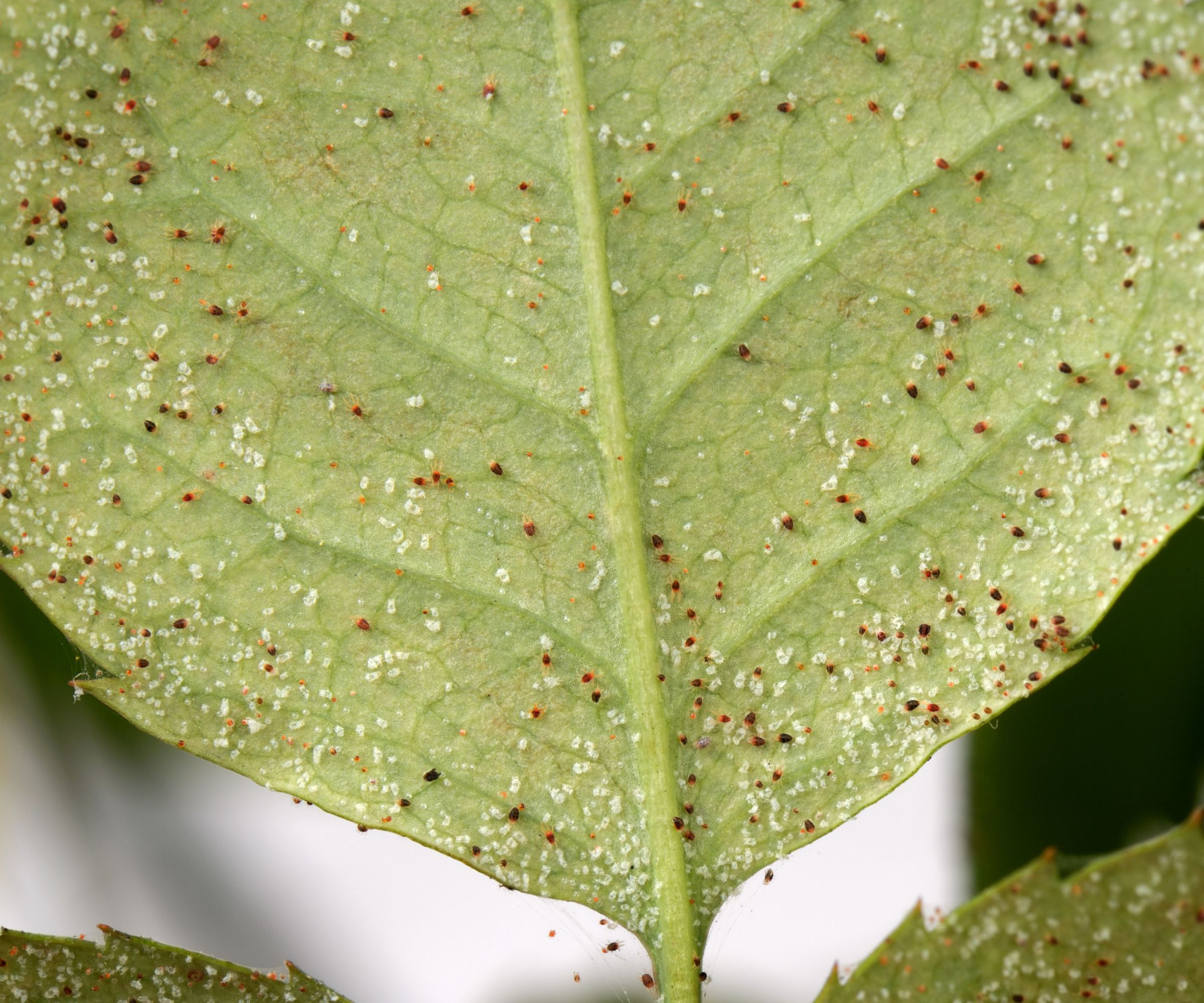 How to get rid of spider mites to protect your plants Homes and Gardens