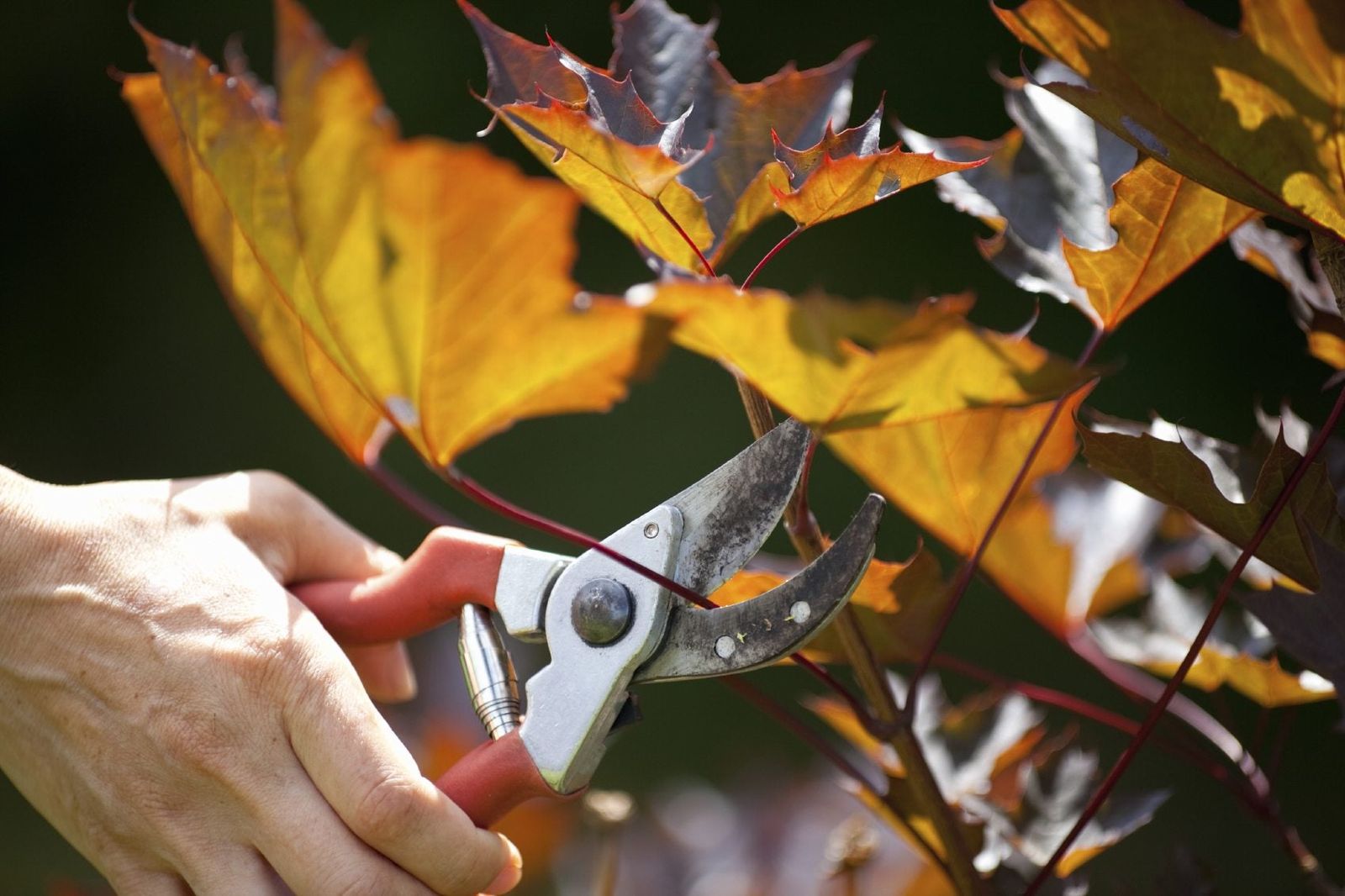 Pruning Maple Trees When Is The Best Time For Pruning Maples