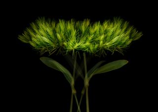 Still life of green plant against black background