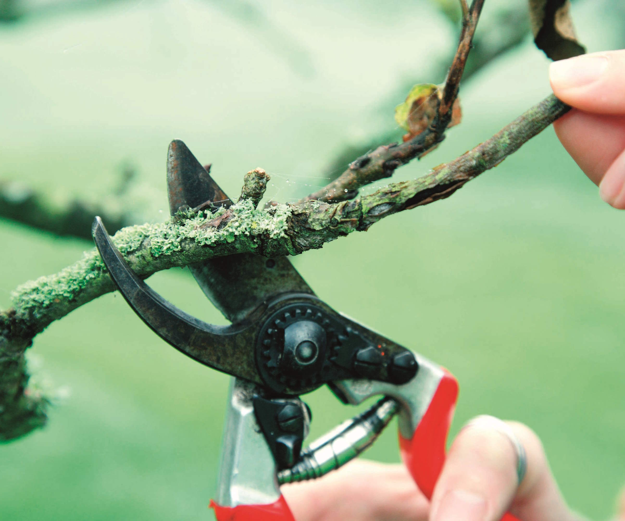 Expert tips for pruning fruit trees in winter correctly Homes & Gardens