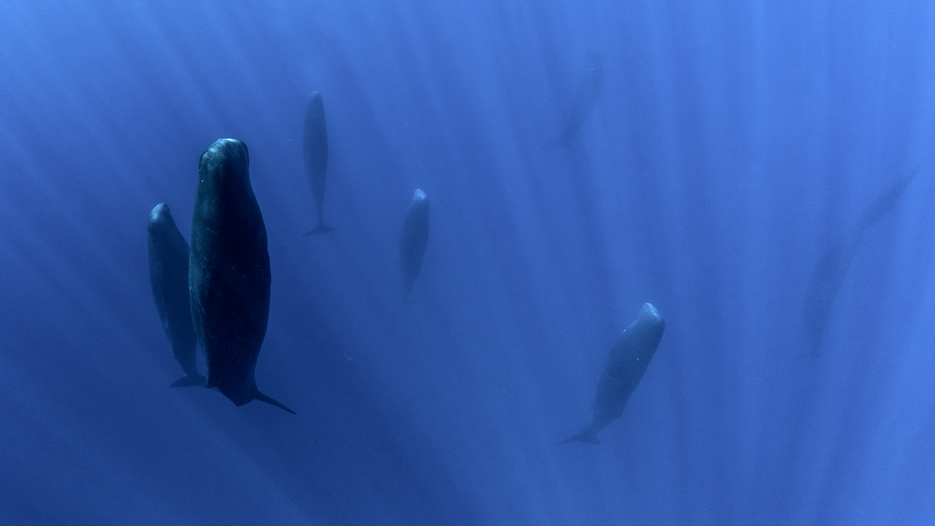 Sperm whales in the ocean. Underwater photography.