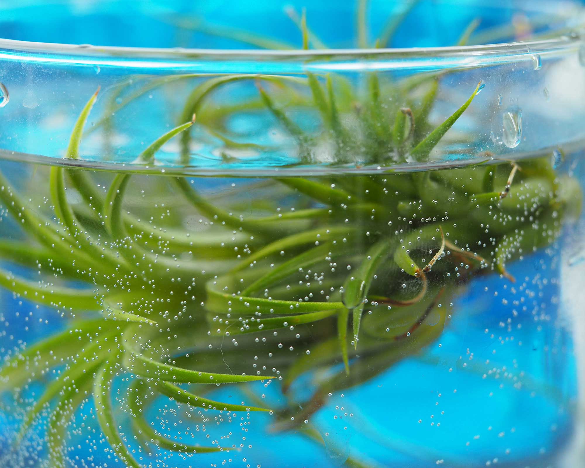 Wondering how to water an air plant? The experts explain Gardeningetc