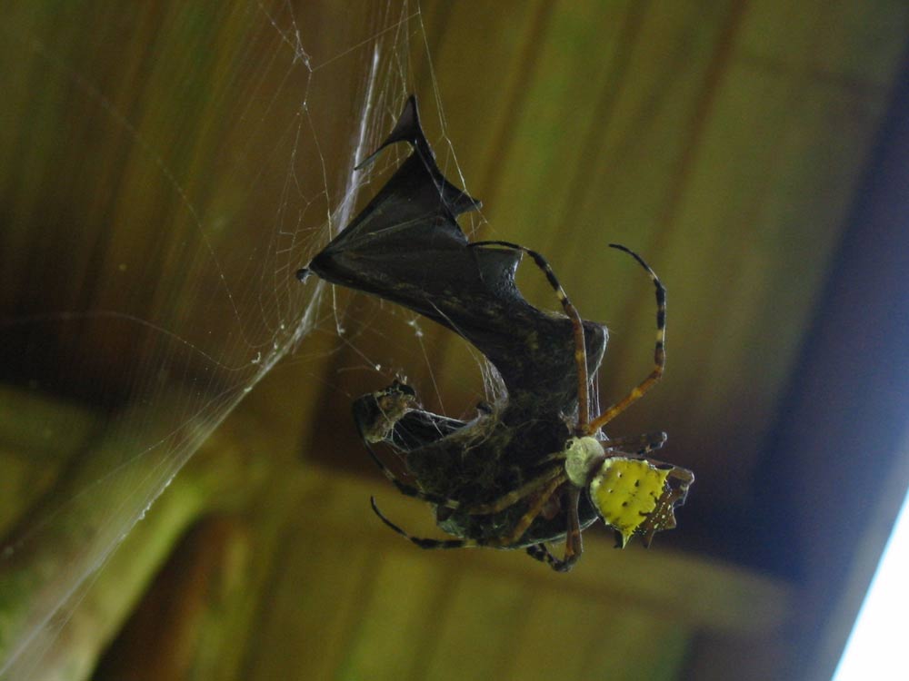 bat-eating spider