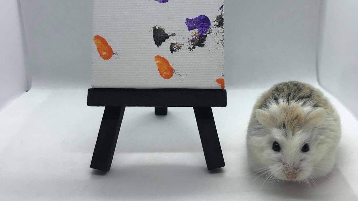 Pip the painting hamster is inspiring pet owners to take up art with