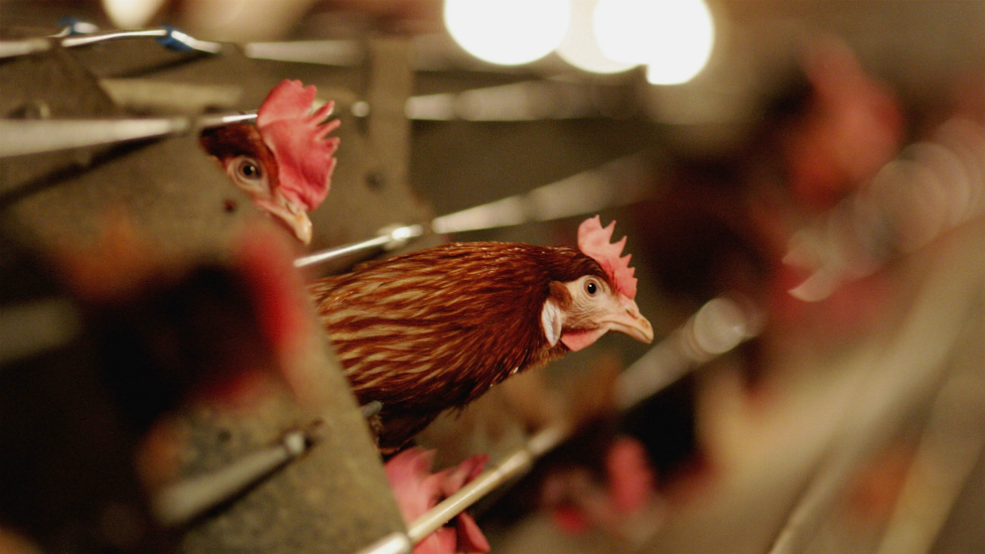 How safe is chlorinewashed chicken? The Week