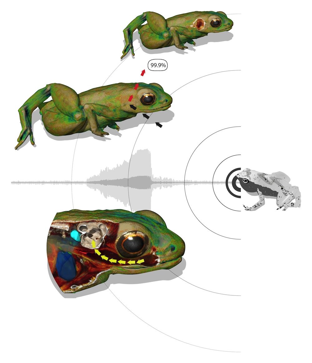 This illustration shows how a Gardiner’s frog can hear with its mouth. Top left: the skin of the animal reflects 99.9 percent of an incoming sound wave, hitting the body close to the inner ear. Without a middle ear, sound waves cannot be transported to the inner ear. Bottom left: the mouth acts as a resonating cavity for the frequencies of the frogs' song, amplifying the amplitude of the sound in the mouth. The body tissue between the buccal cavity and the inner ear is adapted to transport these sound waves to the inner ear.