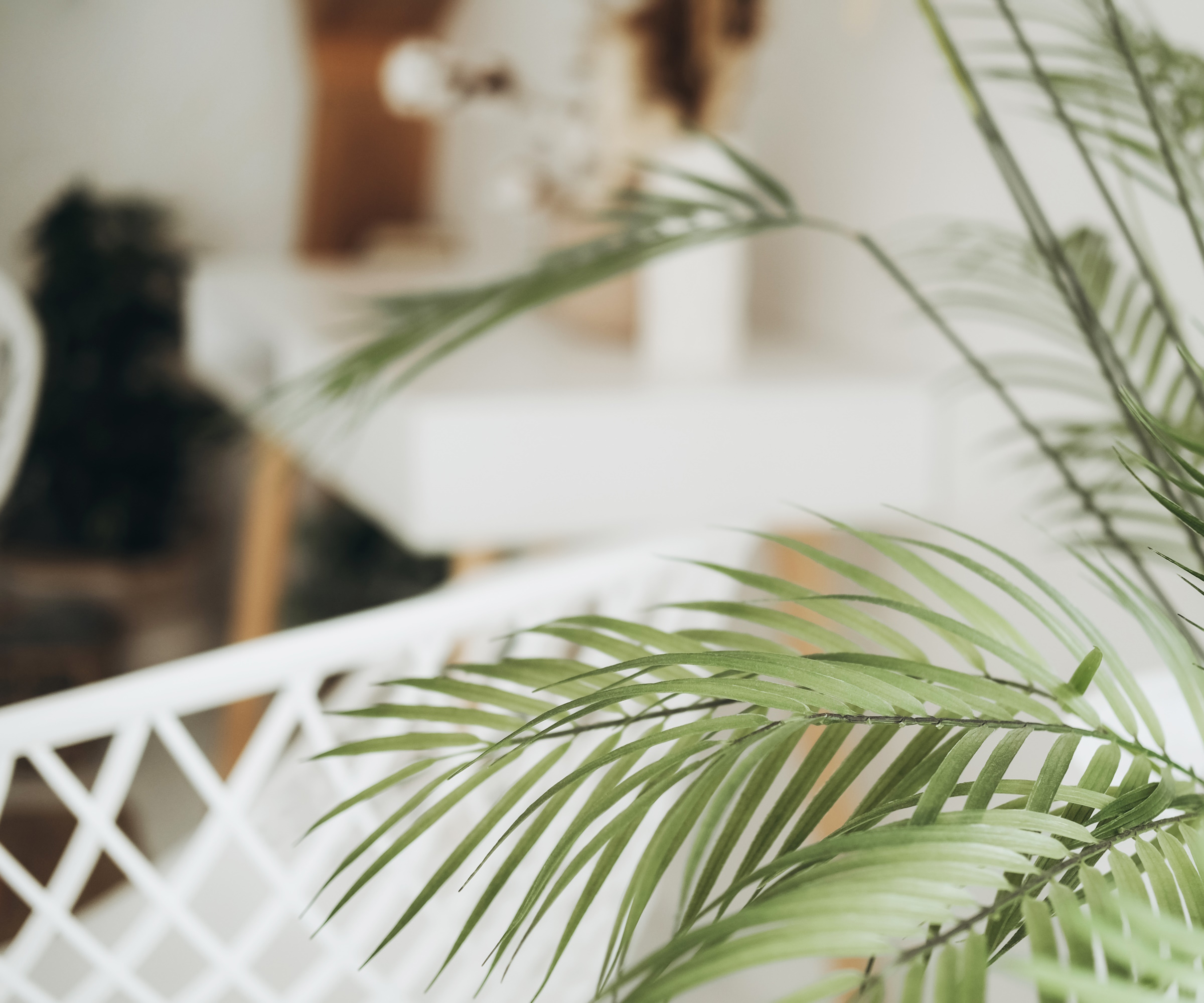 Discover how to care for a bamboo palm with expert care tips Homes & Gardens