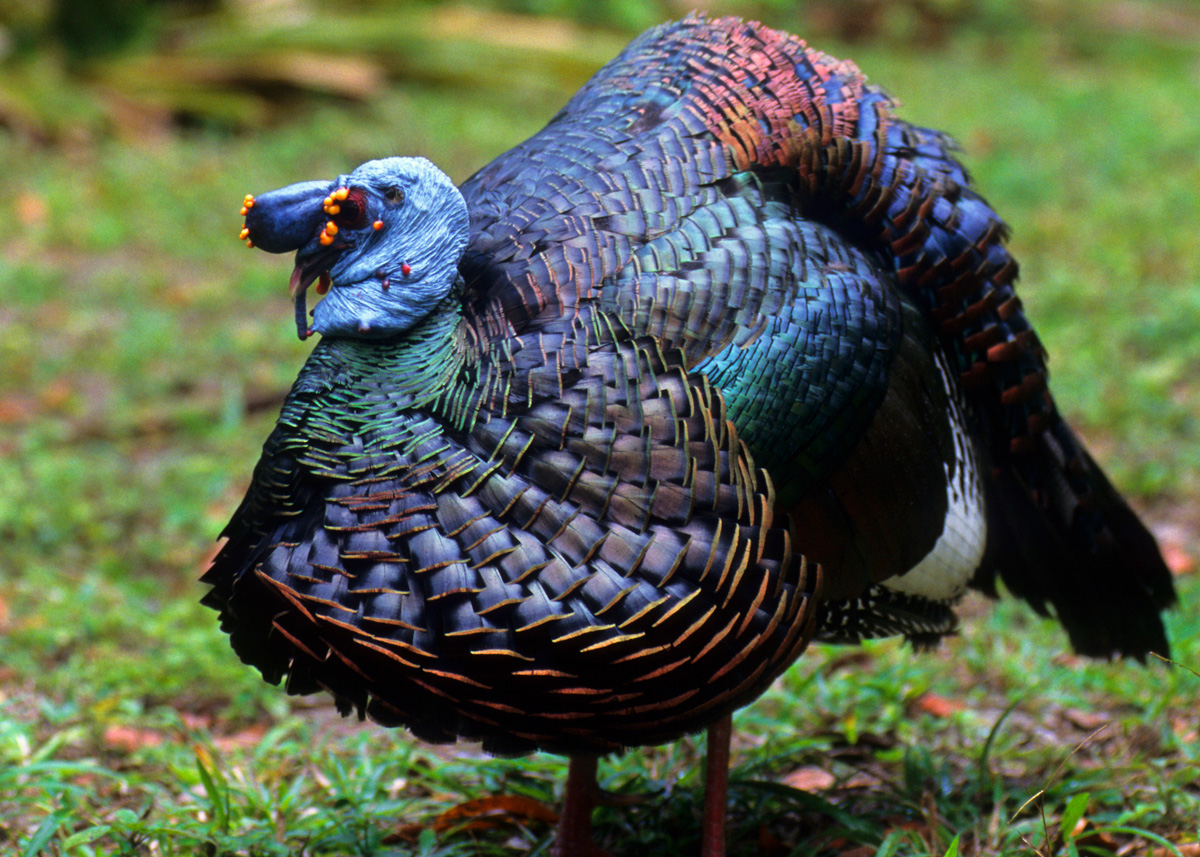 The gorgeous ocellated turkey has iridescent green, blue, black and bronze feathers.