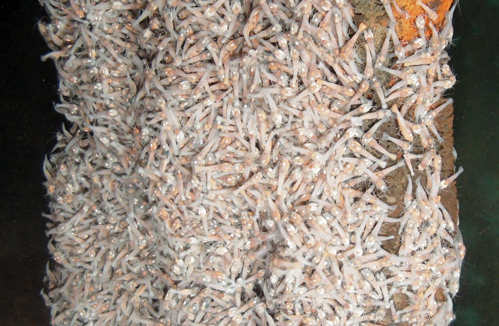 Shrimp on the Beebe vents.