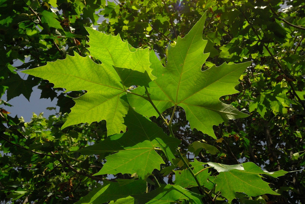 Plane Tree Leaves