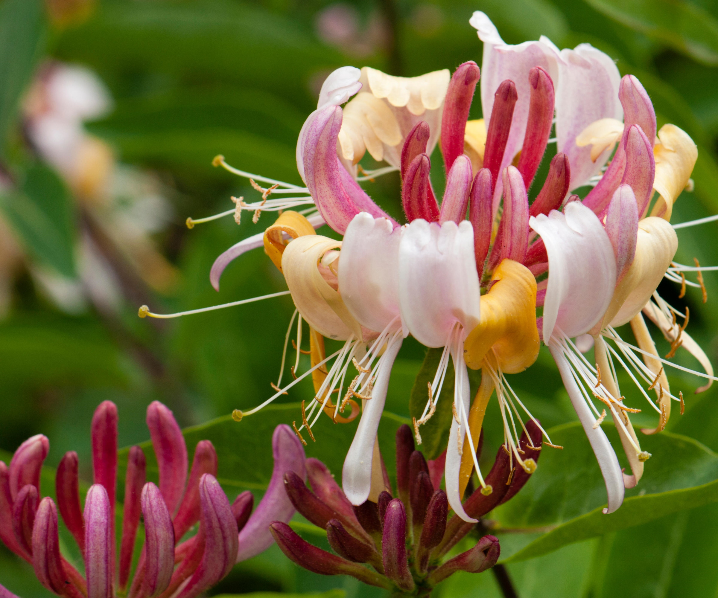 Plants that make your patio smell nice 8 expert suggestions Homes