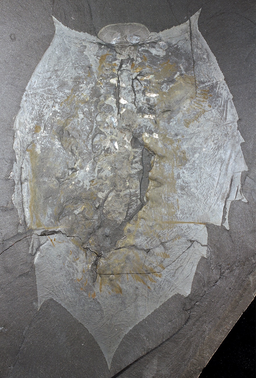 The soft-bodied trilobite-like arthropod Helmetia expansa lived during the middle Cambrian. The oval plate at the top of the creature&rsquo;s head, the anterior sclerite, is overlaid by what is likely the creature&rsquo;s white, circular eyes.