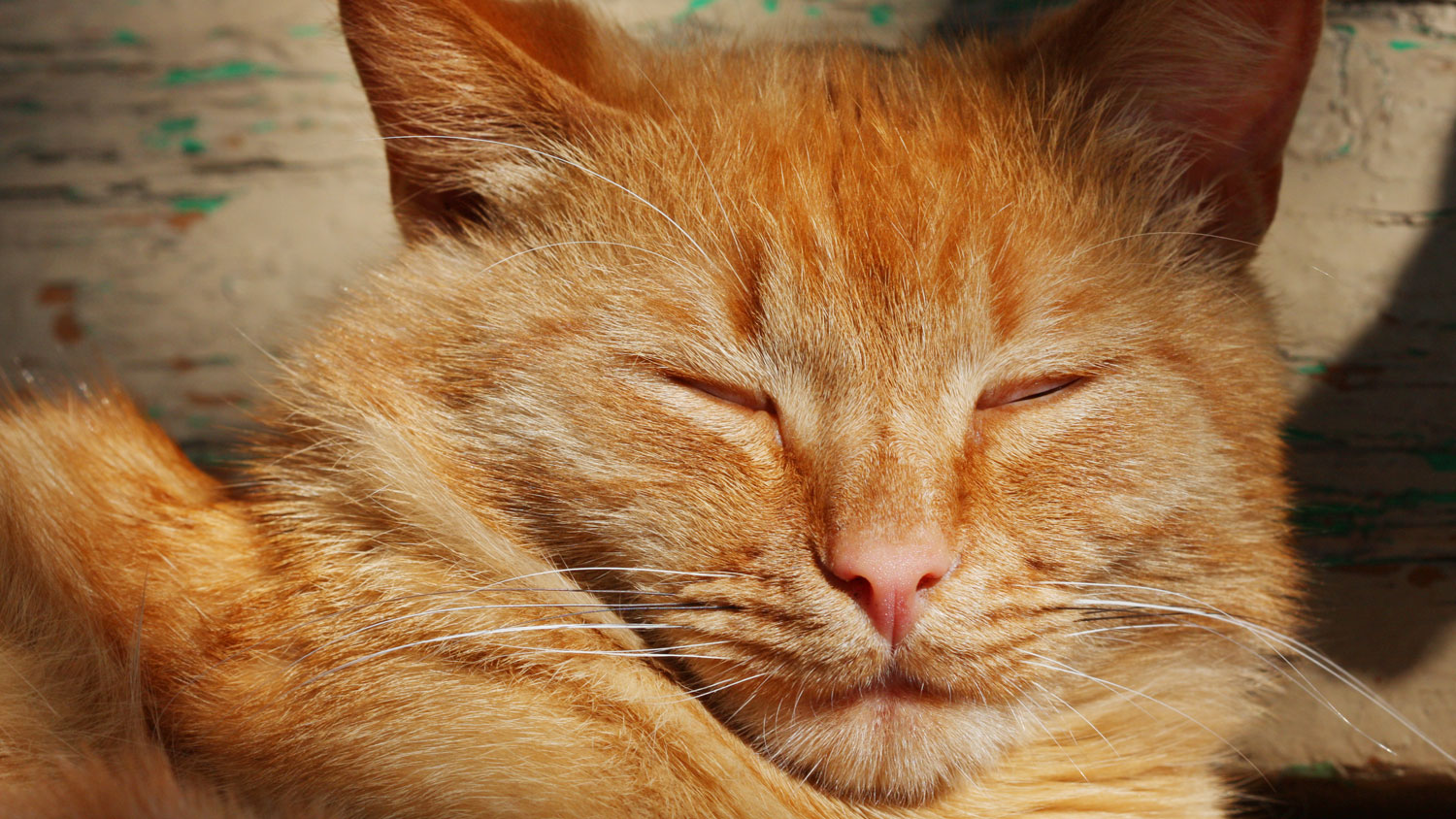 Why do cats blink? And does blinking slowly help with feline