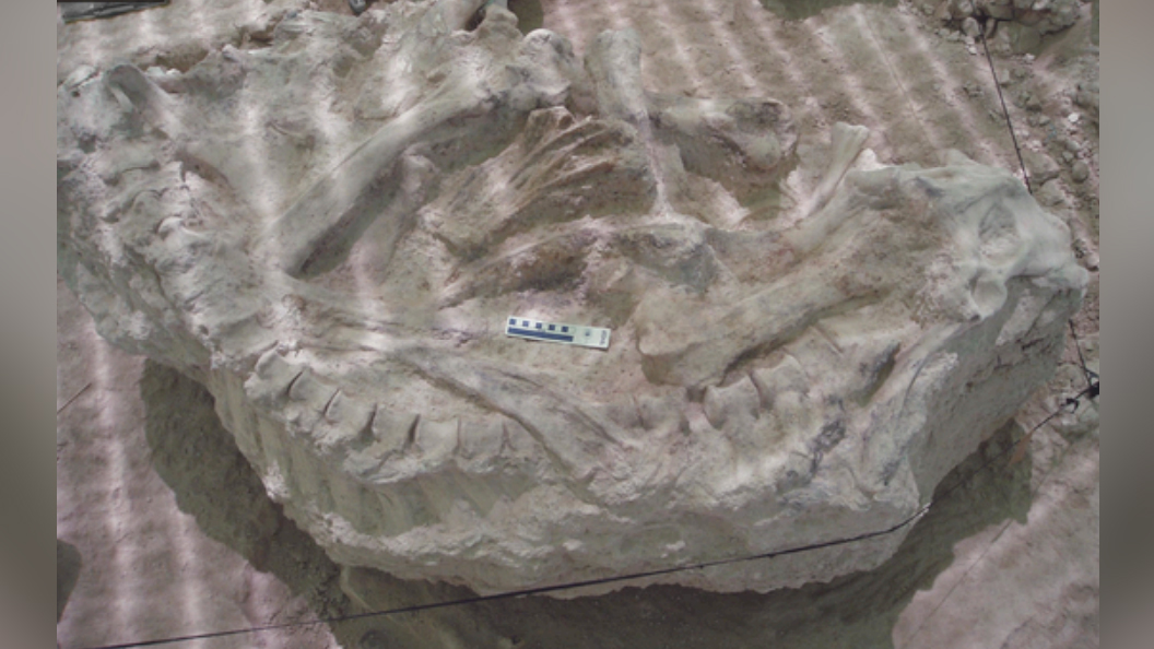 An articulated skeleton of Decennatherium rex, an ancestor of giraffes, found at the Batallones-10 site in Spain.