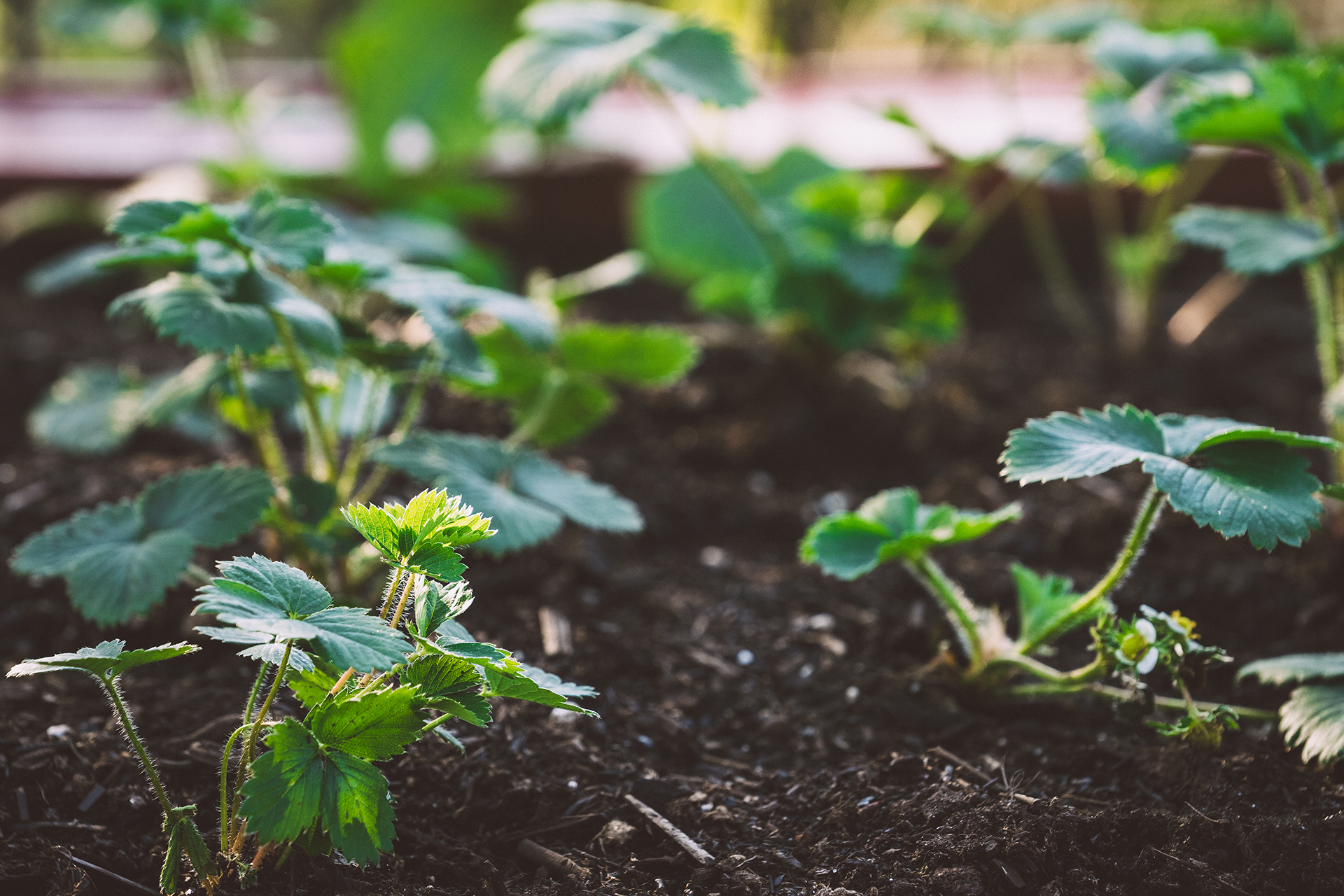 How to winterize strawberry plants Country