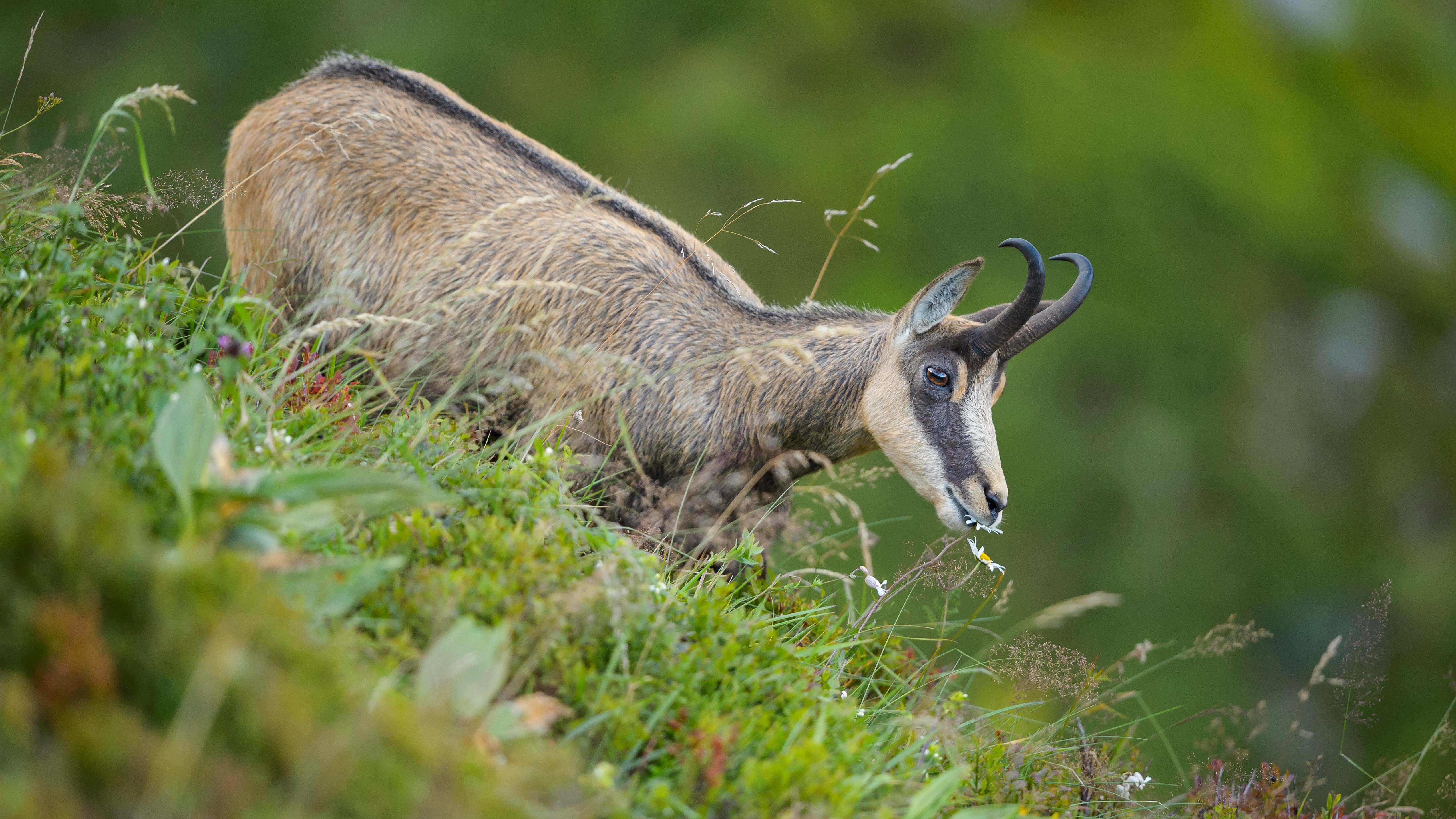 an alpine chamois walking down a grassy hill