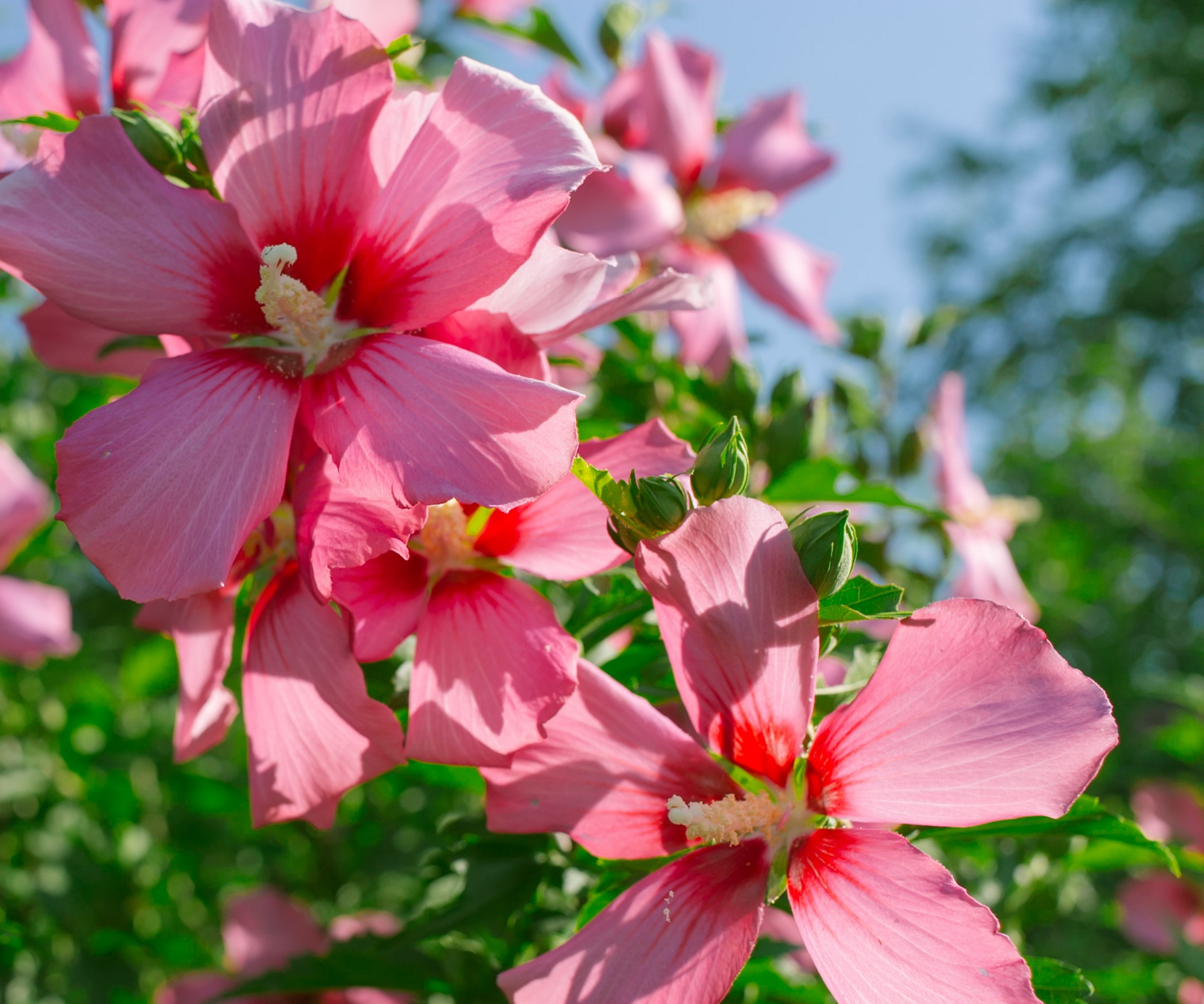 How to grow hardy hibiscus in pots expert advice Homes & Gardens