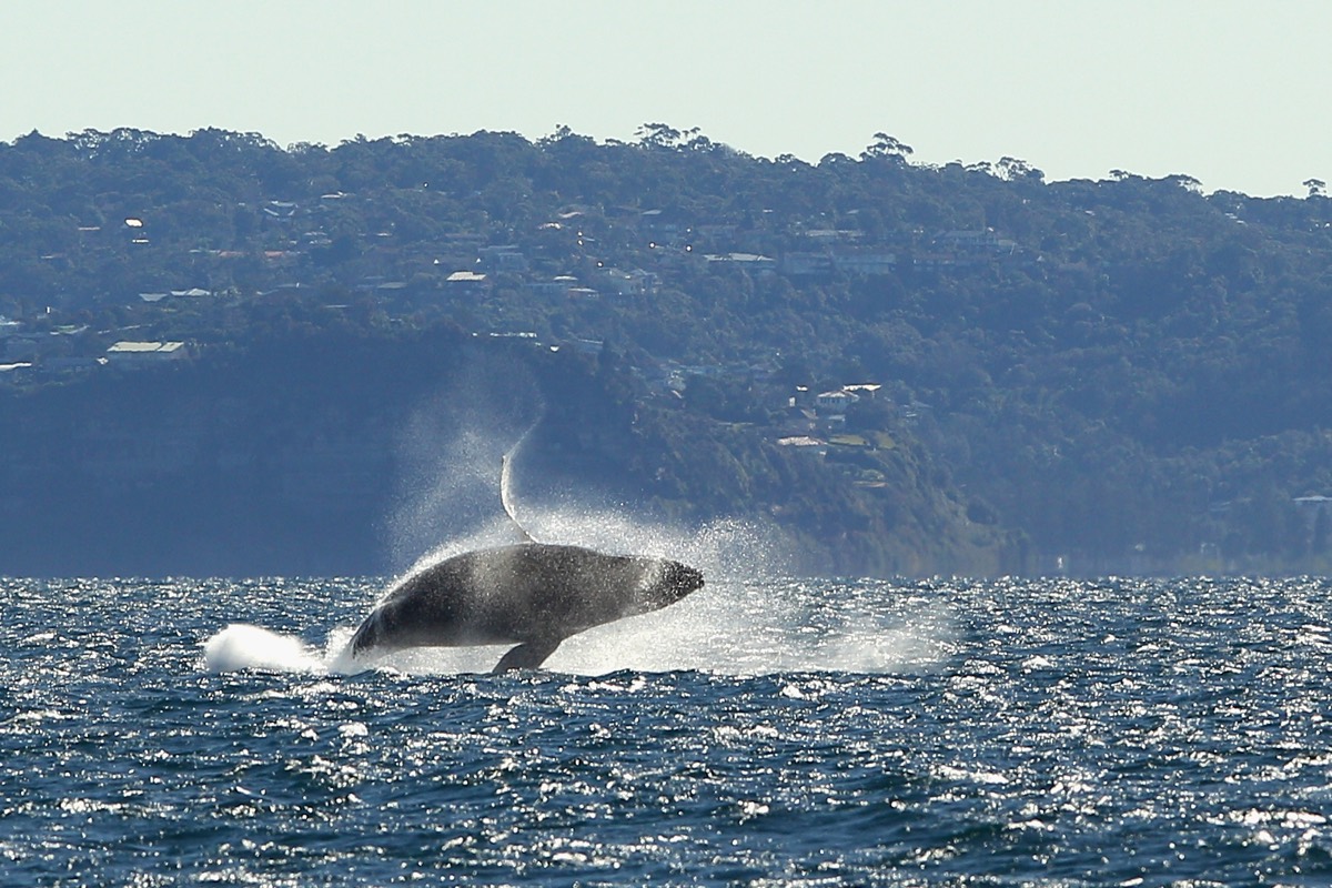 Here, a humpback whale breaches off Sydney, Australia, during a whale-watching tour on June 23, 2011. Humpback whales sometimes show &ldquo;mugging&rdquo; behavior where they encircle a boat, sometimes just out of curiosity.