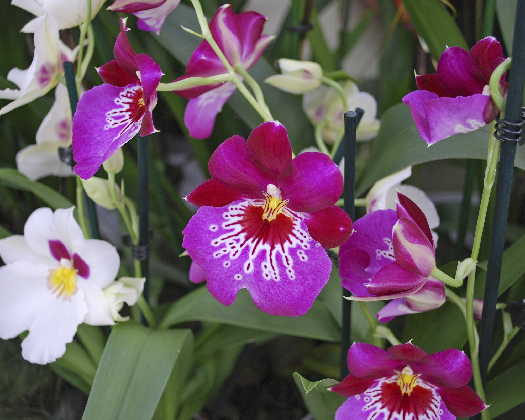 How Often Do Orchids Bloom? A Guide To Popular Species Gardening Know How
