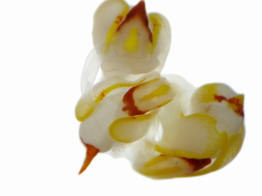 hermaphrodite sea slugs having sex