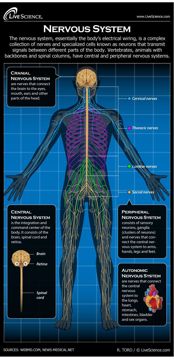 Nervous System Facts, Function & Diseases Live Science