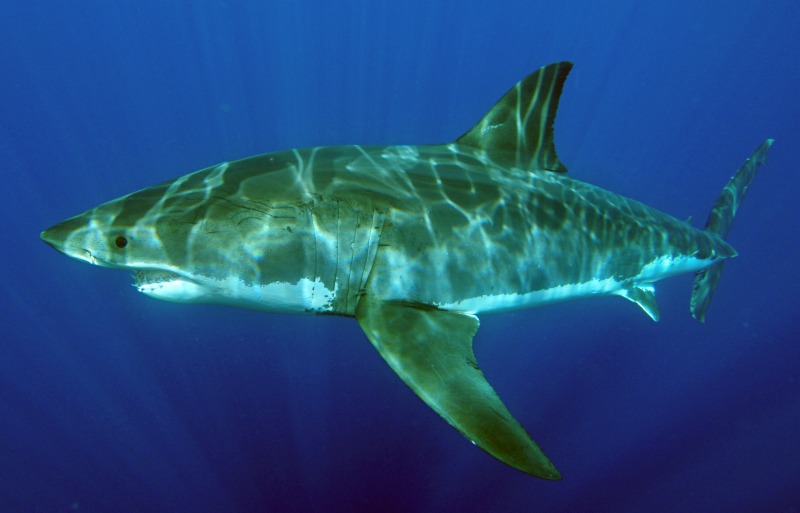 Majestic creature: a white shark swims through crystalline waters.