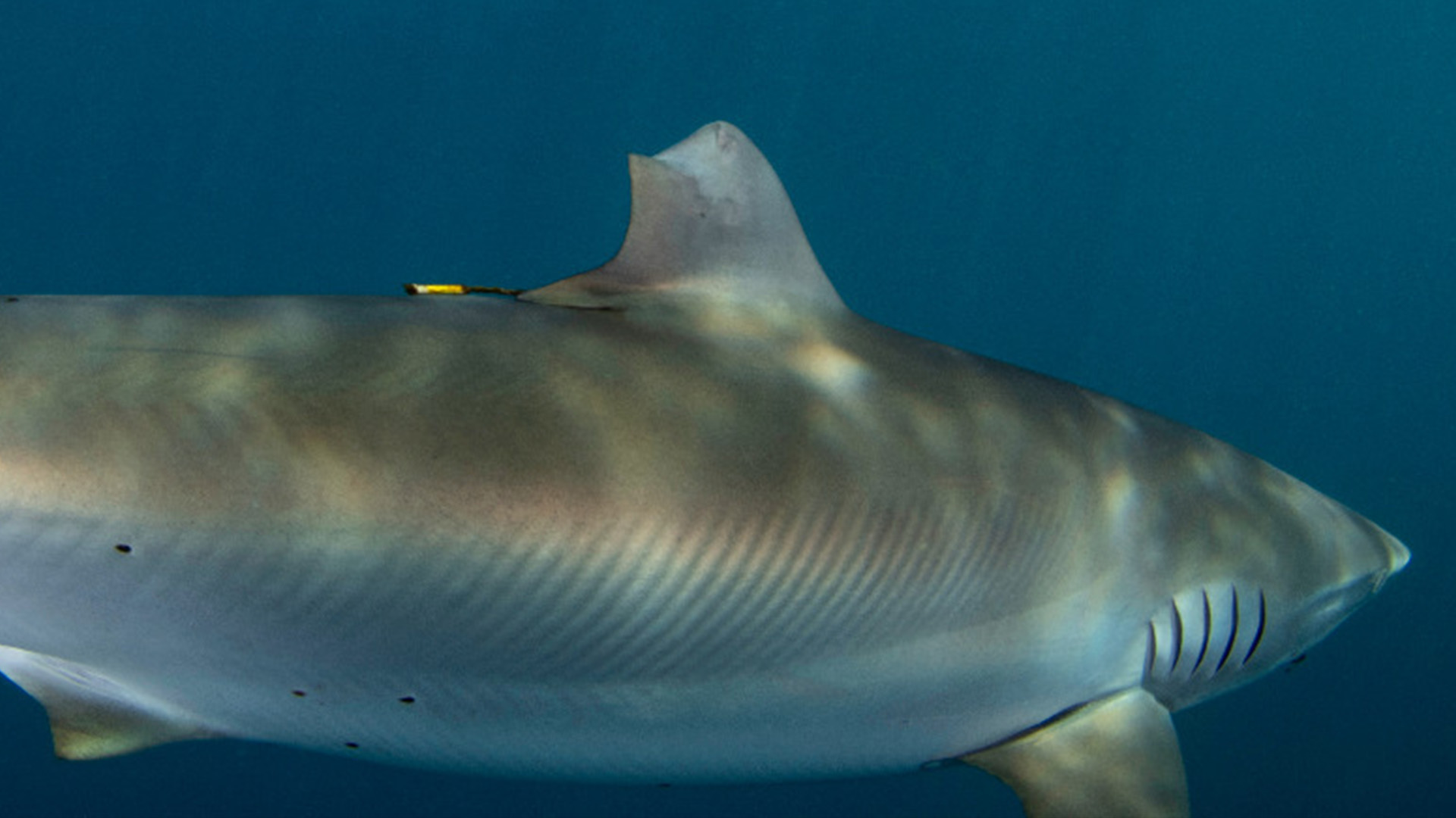 The silky shark in June 2023.