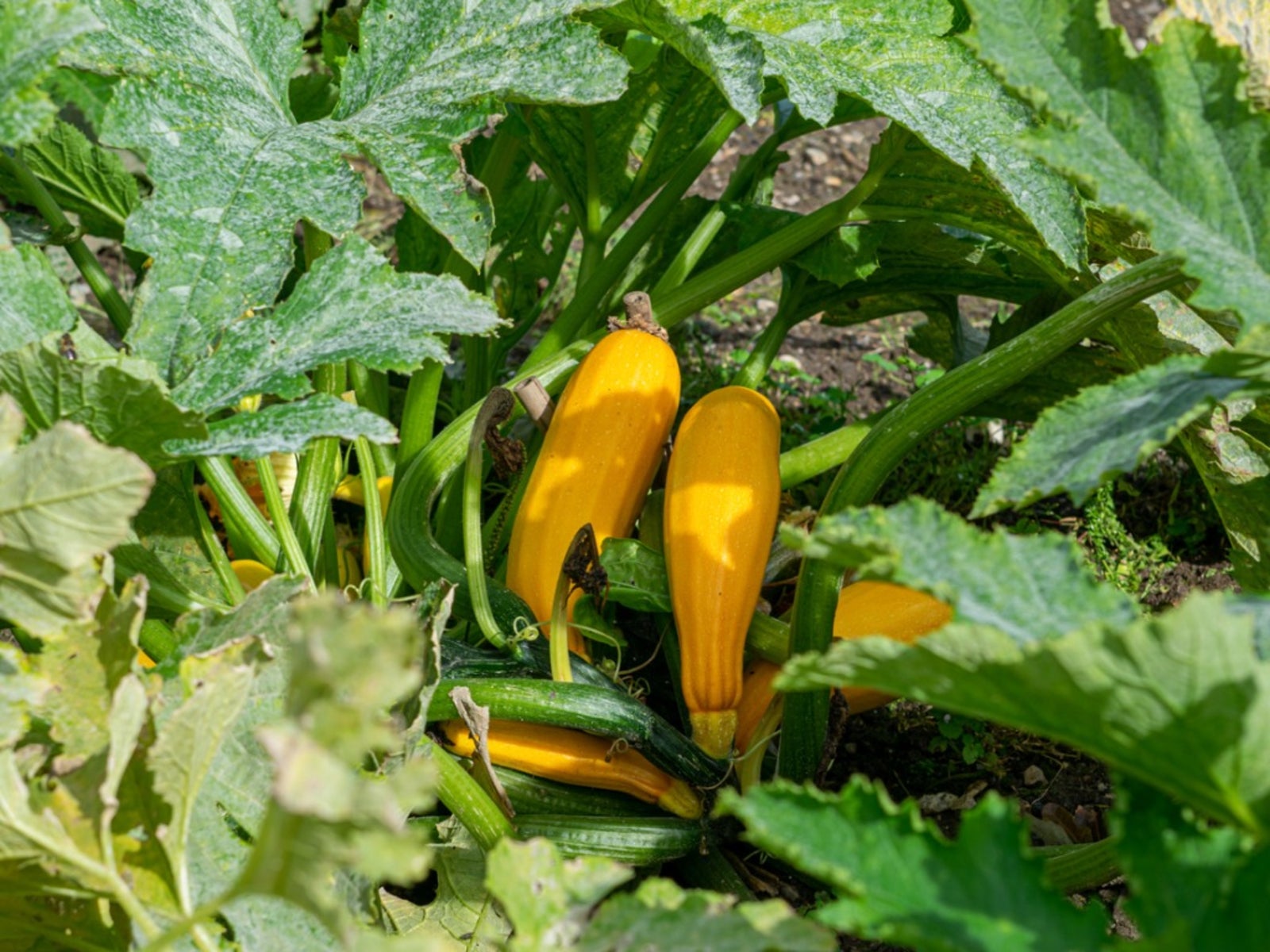 Squash Problems Why Squash Fruit Is Hollow Inside Gardening Know How