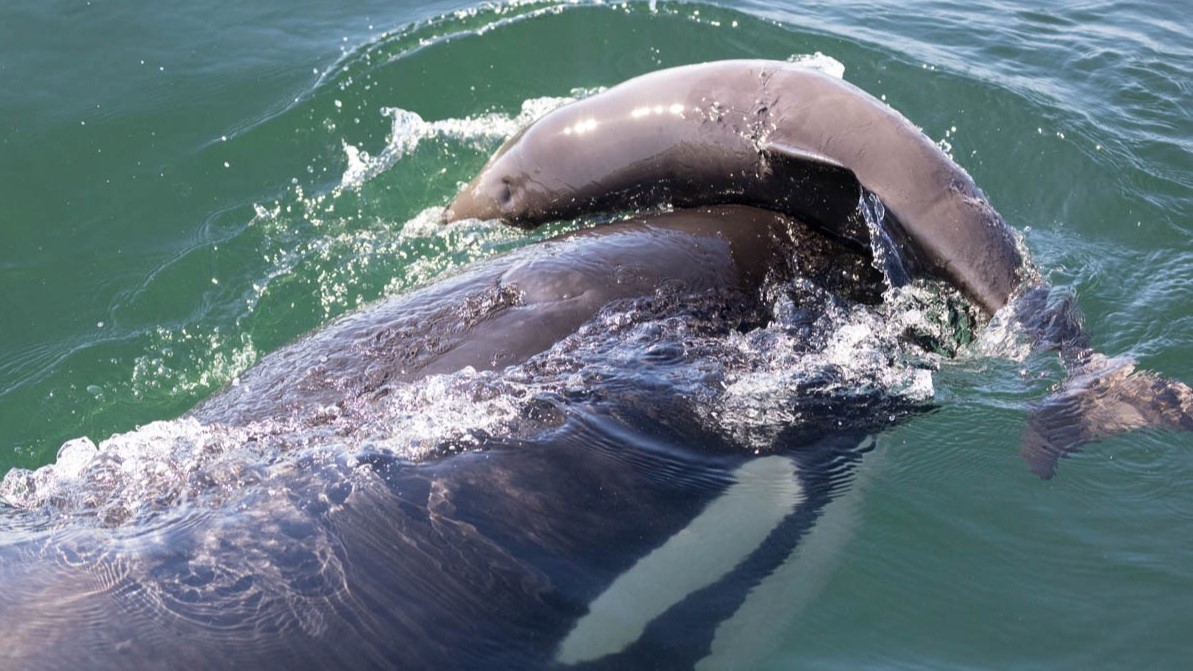 An orca plays with a porpoise by putting the small mammal on its head.