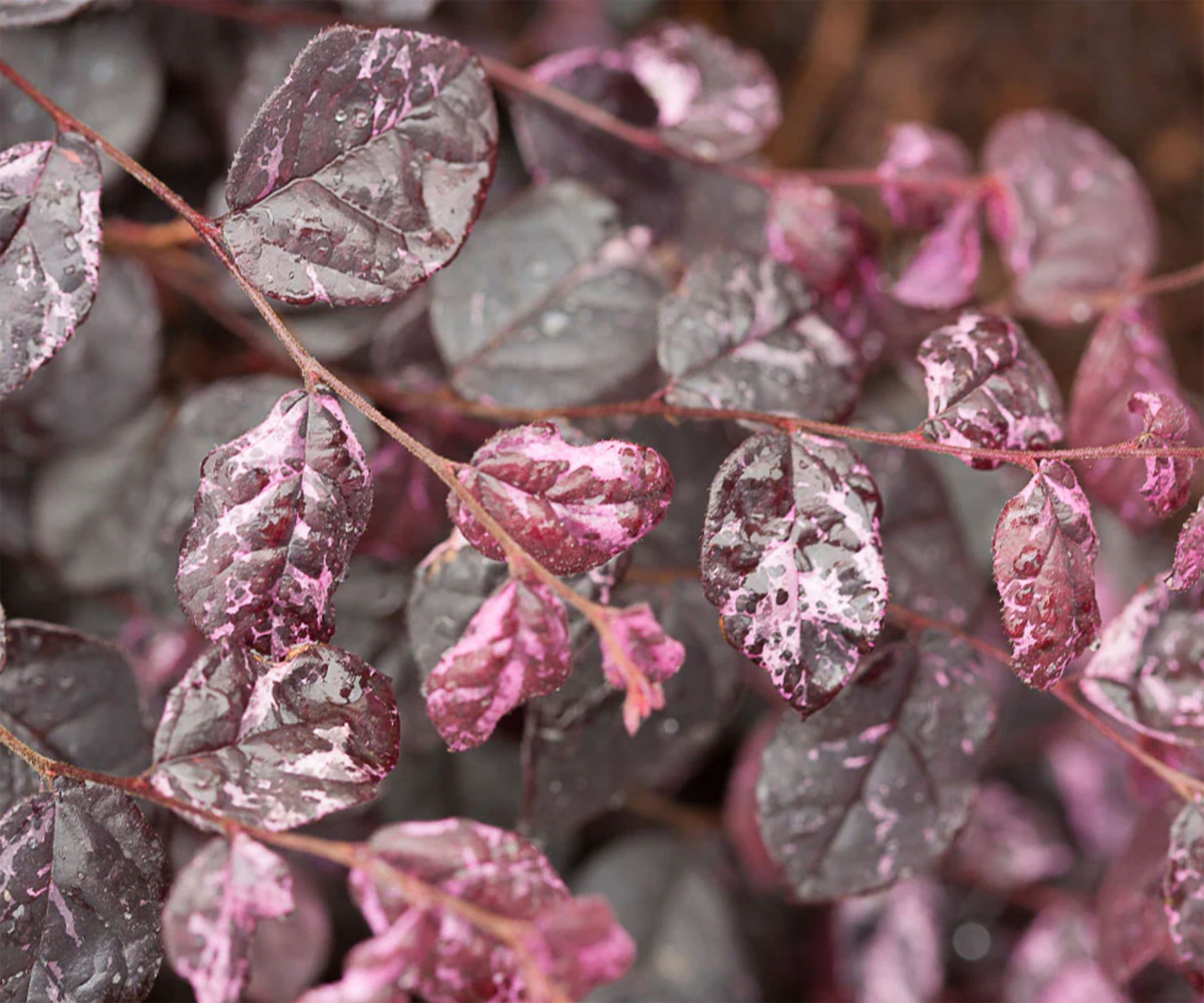 Loropetalum care and growing guide – expert tips for…