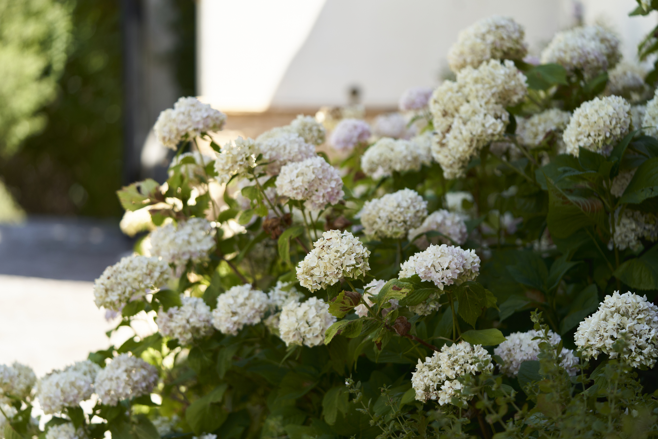 How to Revive Hydrangea Plants — Gardening Knowhow to Make Sure Your