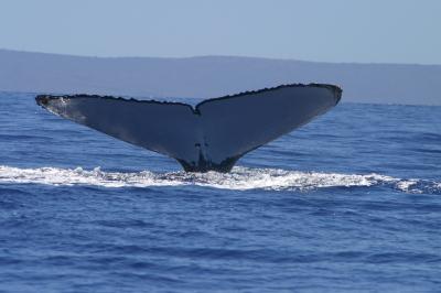 A humpback whale shows its fluke off Hawaii. An individual&rsquo;s fluke has distinctive markings and coloration.