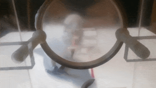 A cockatoo punches through the box membrane.