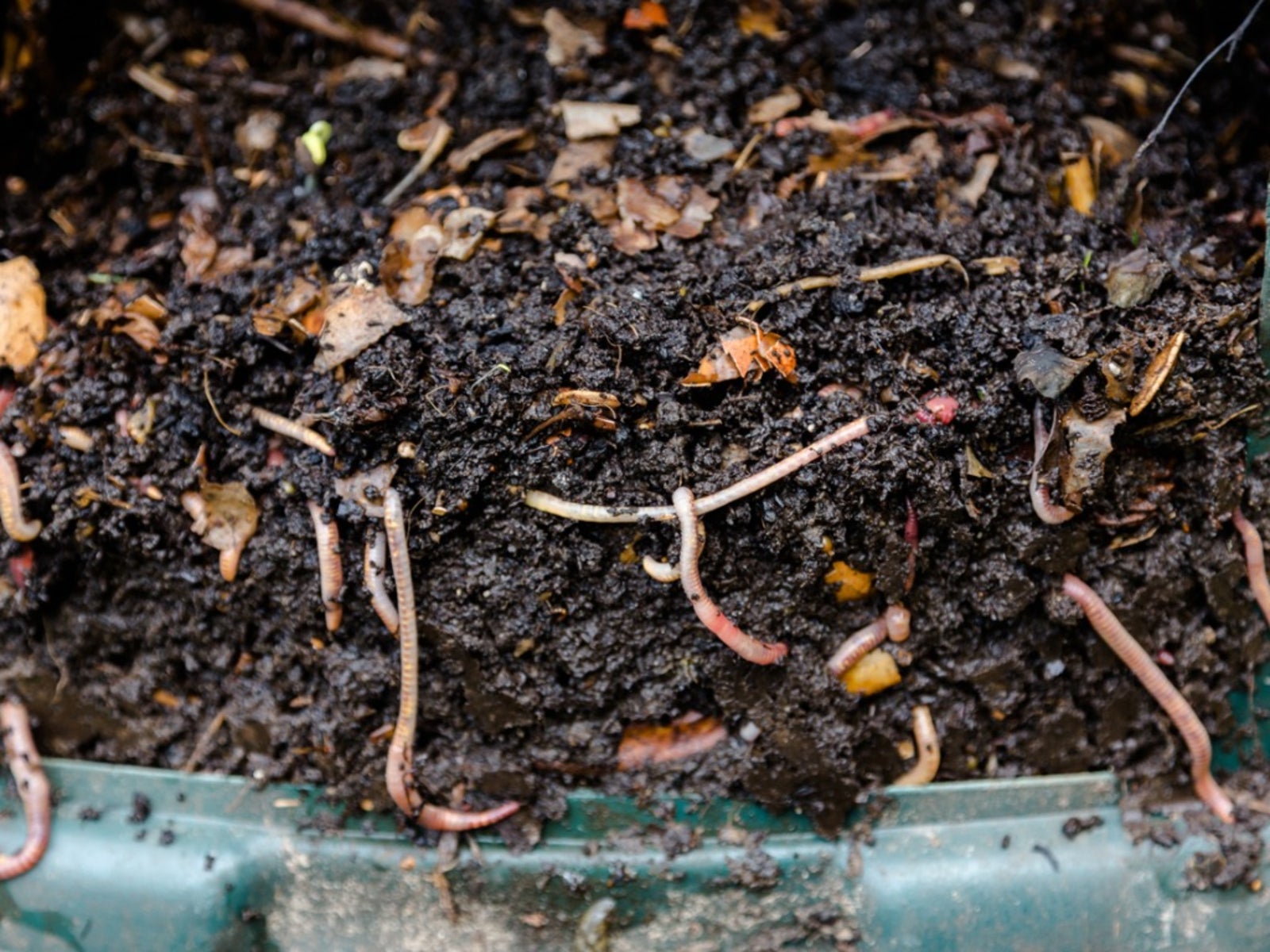 Earthworm Vermicompost - Common Vermicomposting Problems | Gardening