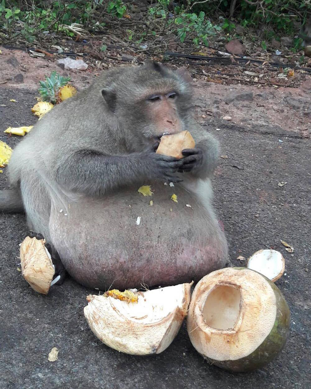 An obese long-tailed macaque in Thailand.