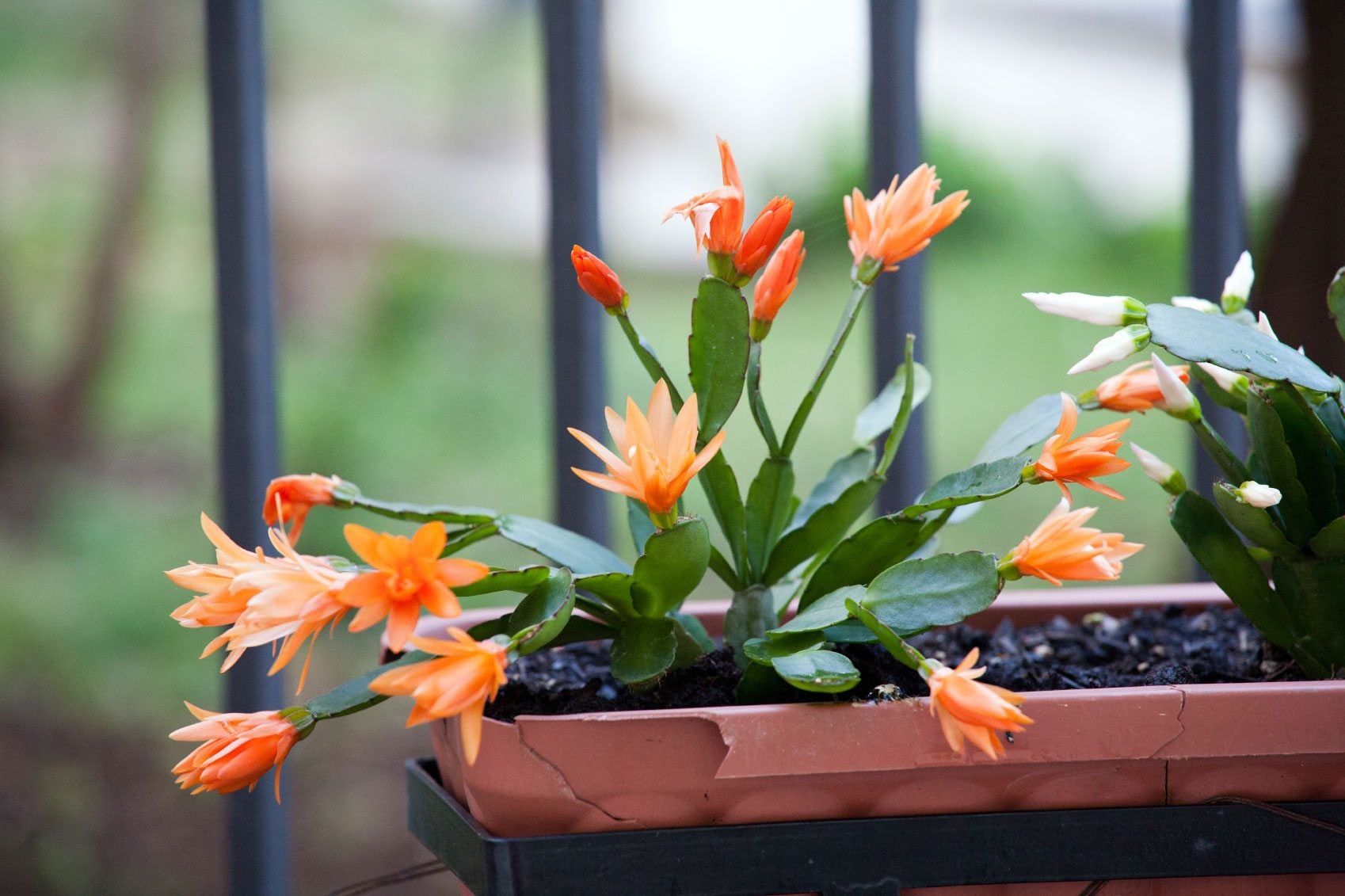 Cold Hardiness In Christmas Cactus Treating Christmas Cactus Exposed