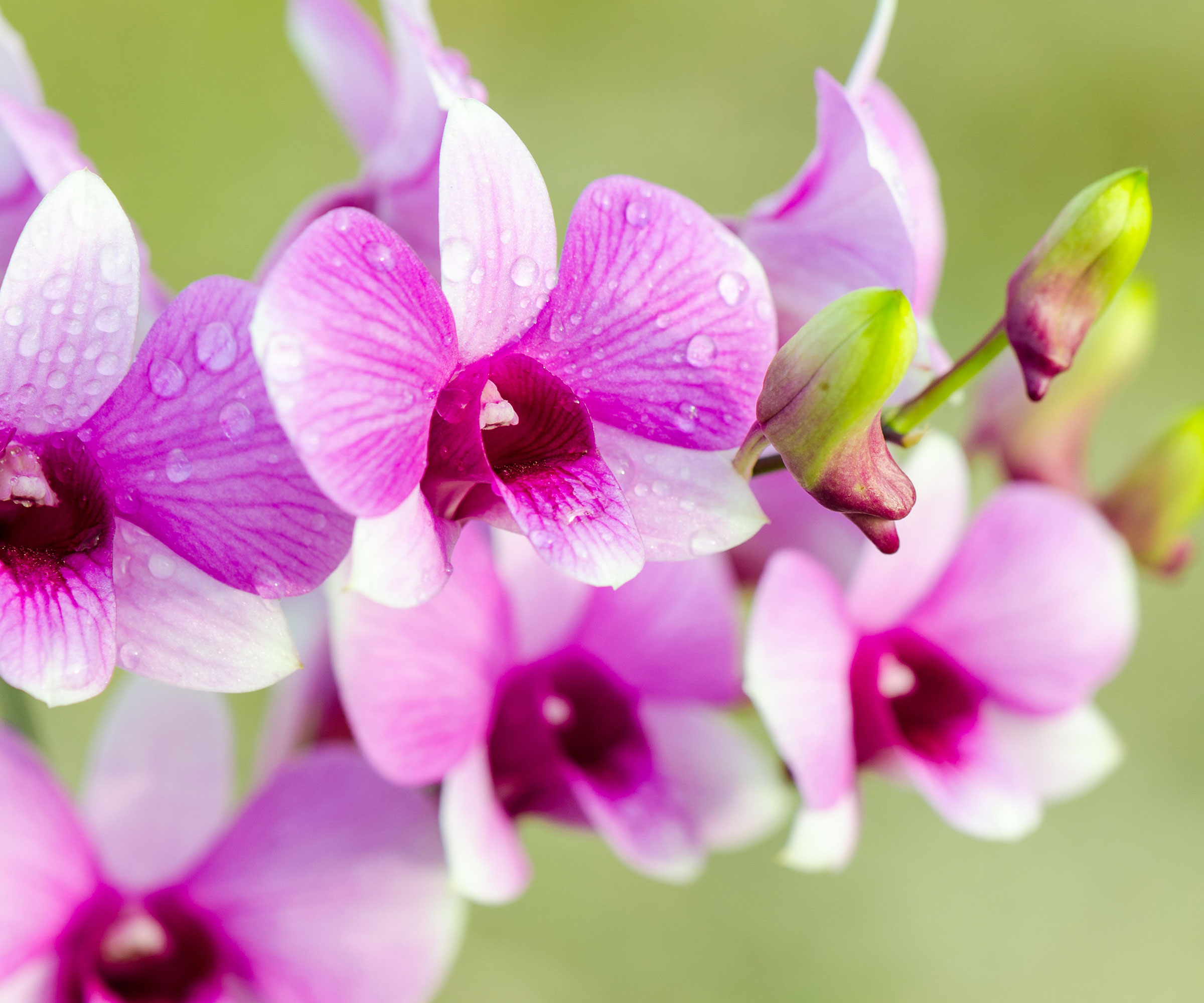 Best Orchid Care After Blooms Die For LongerLasting Plants Gardening
