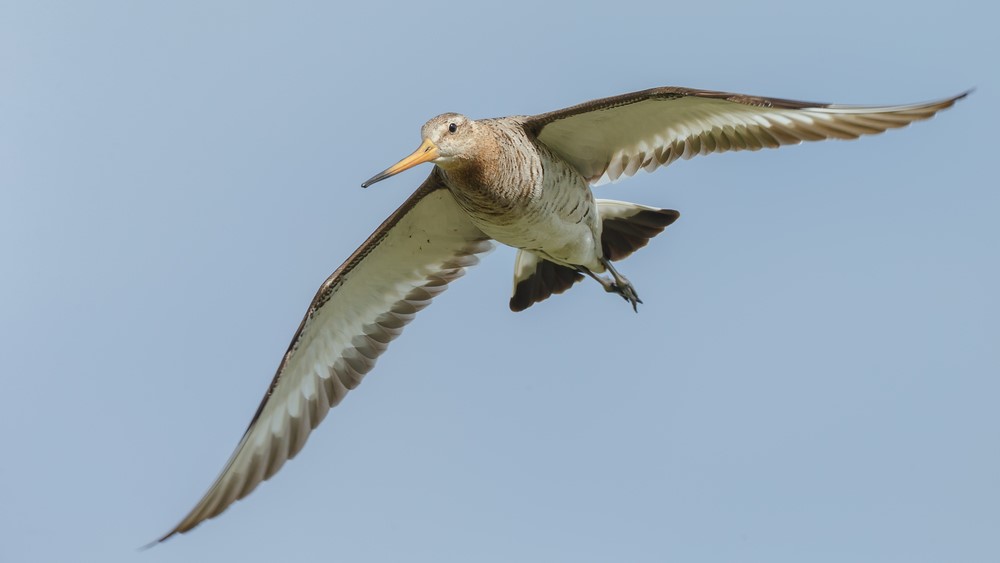 Researchers are unsure how juvenile bar-tailed godwits are able to navigate to New Zealand and Australia for the first time.