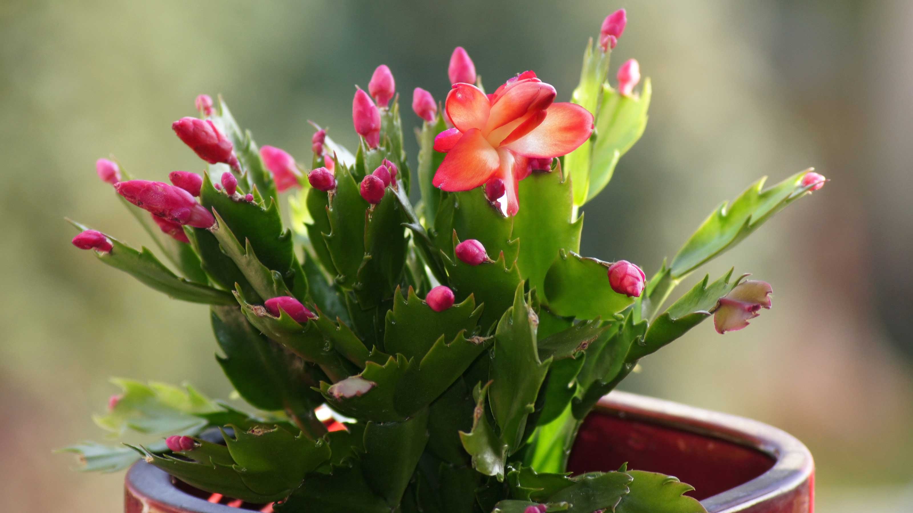 Christmas cactus problems 5 common issues Gardeningetc