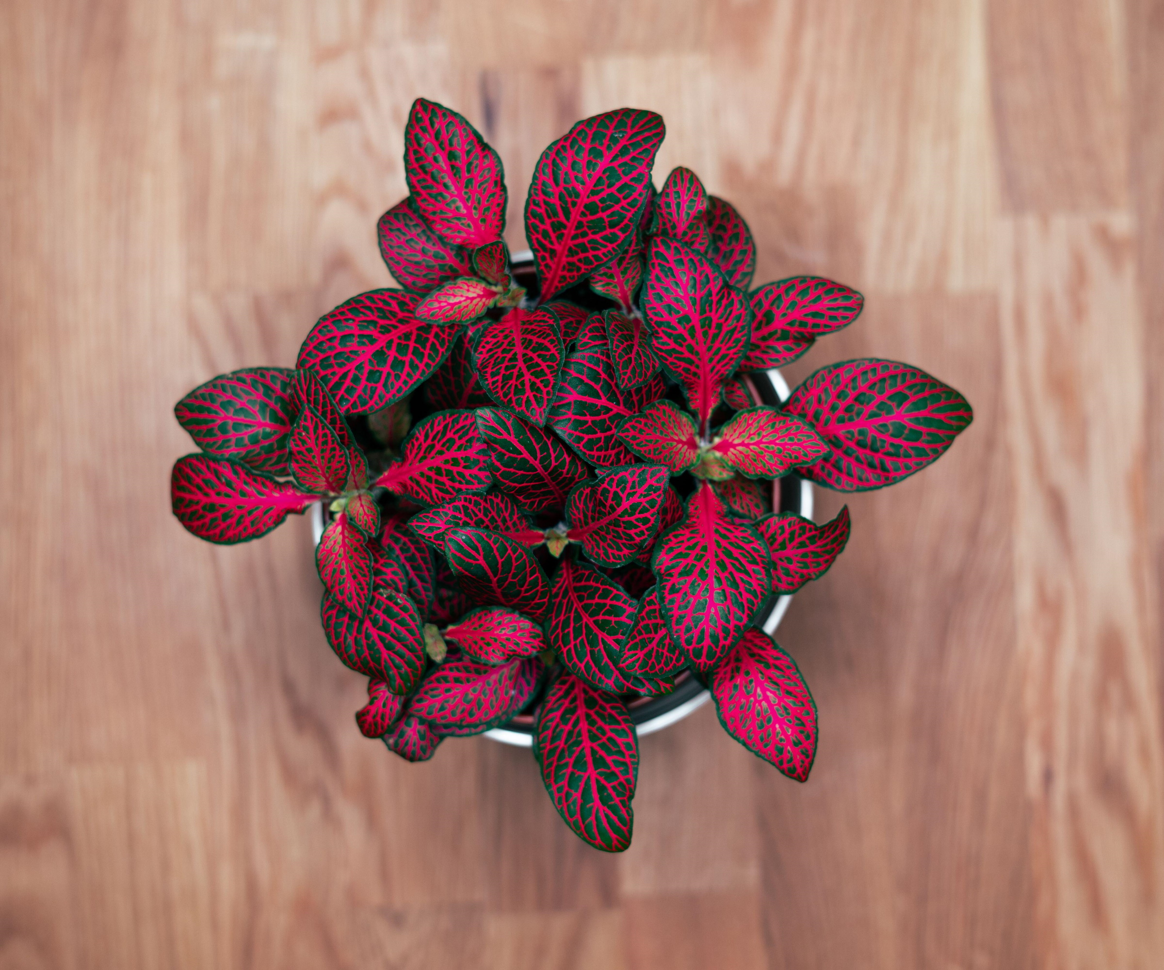 Best small indoor plants 6 compact houseplants Homes & Gardens