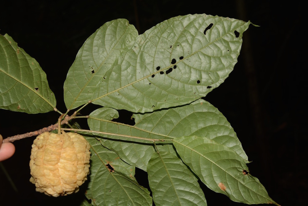 The rare Amazonian tree Carpotroche froesiana, described in 1945 from a single site in Amazonian Brazil and rediscovered this year in Amazonian Peru by the Field Museum’s rapid inventory team.