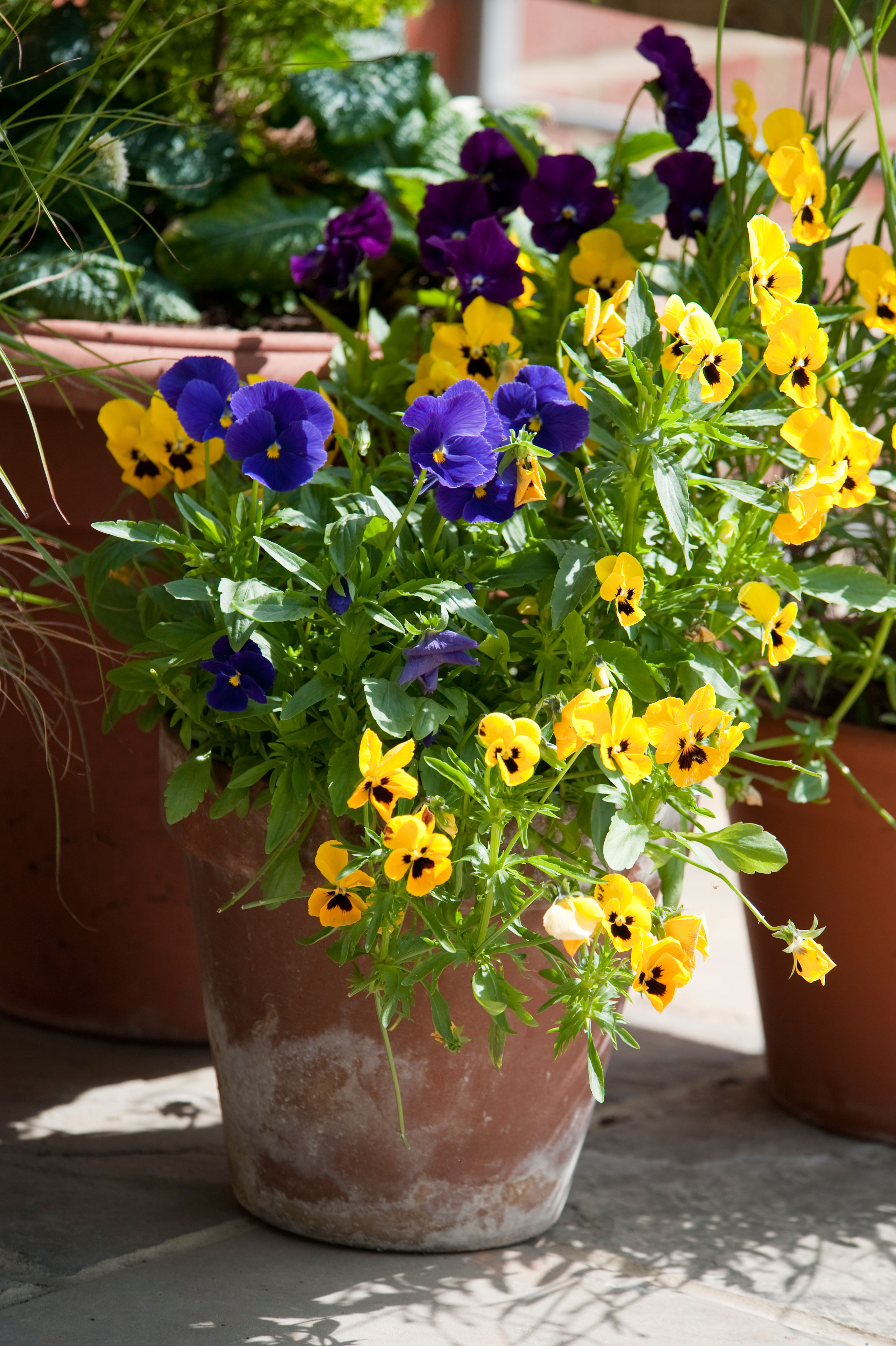 The 7 best flowers for beginner gardeners to plant right now Livingetc