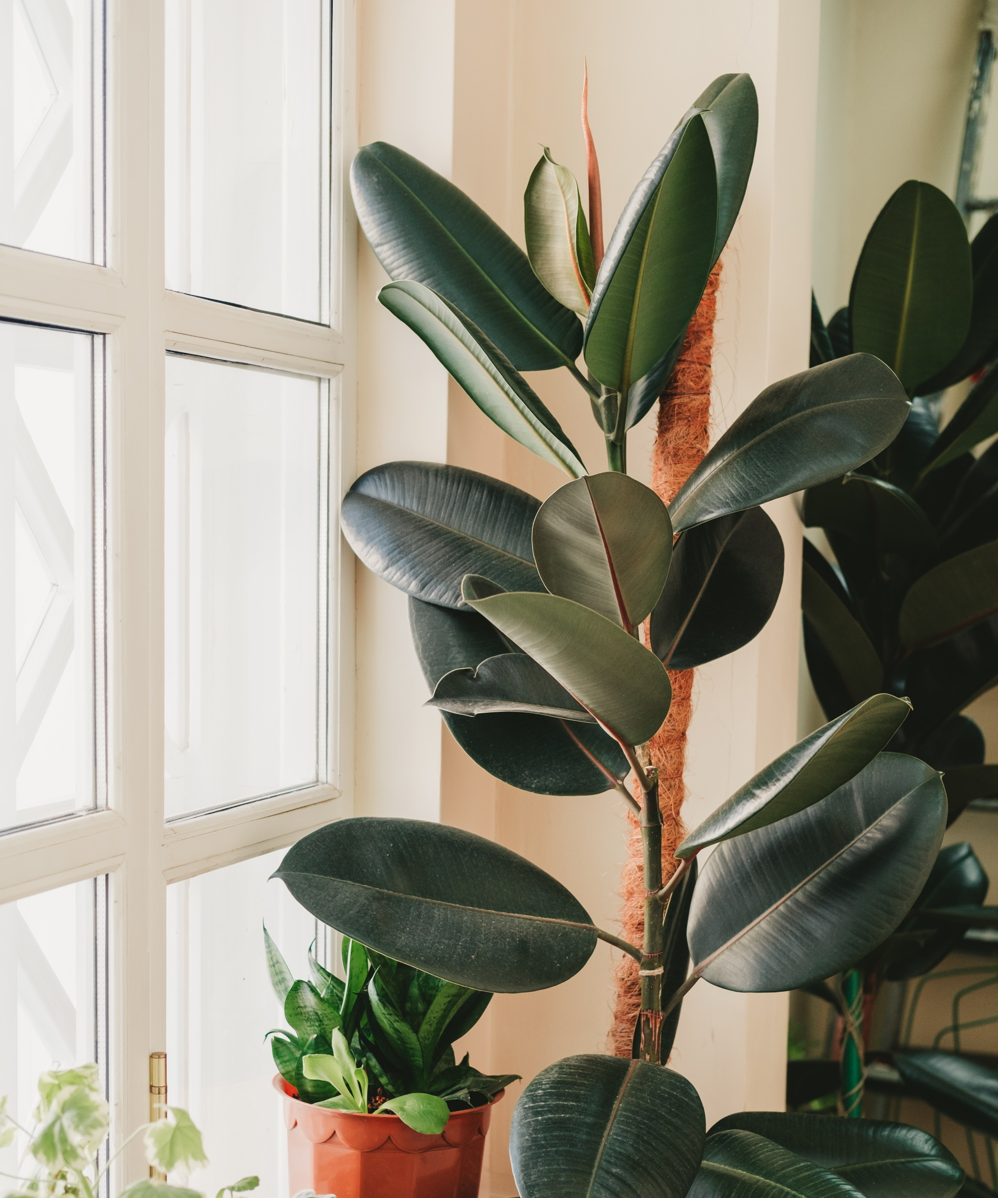 Houseplants that absorb moisture 5 to remove dampness Homes and Gardens