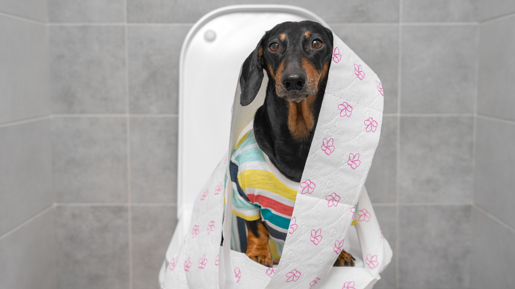 How to potty train an older dog PetsRadar
