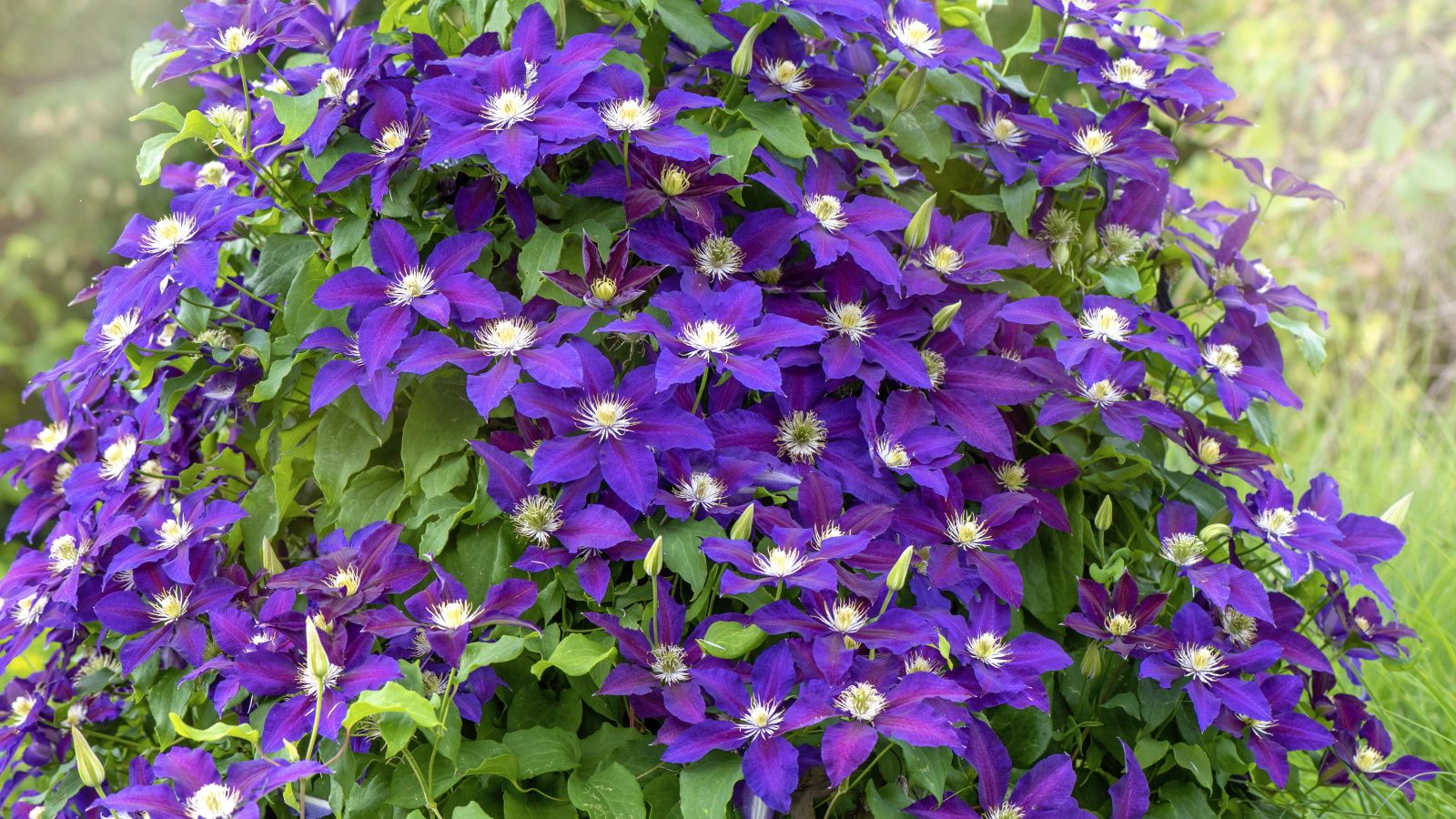How and when to fertilize clematis with expert advice Homes & Gardens