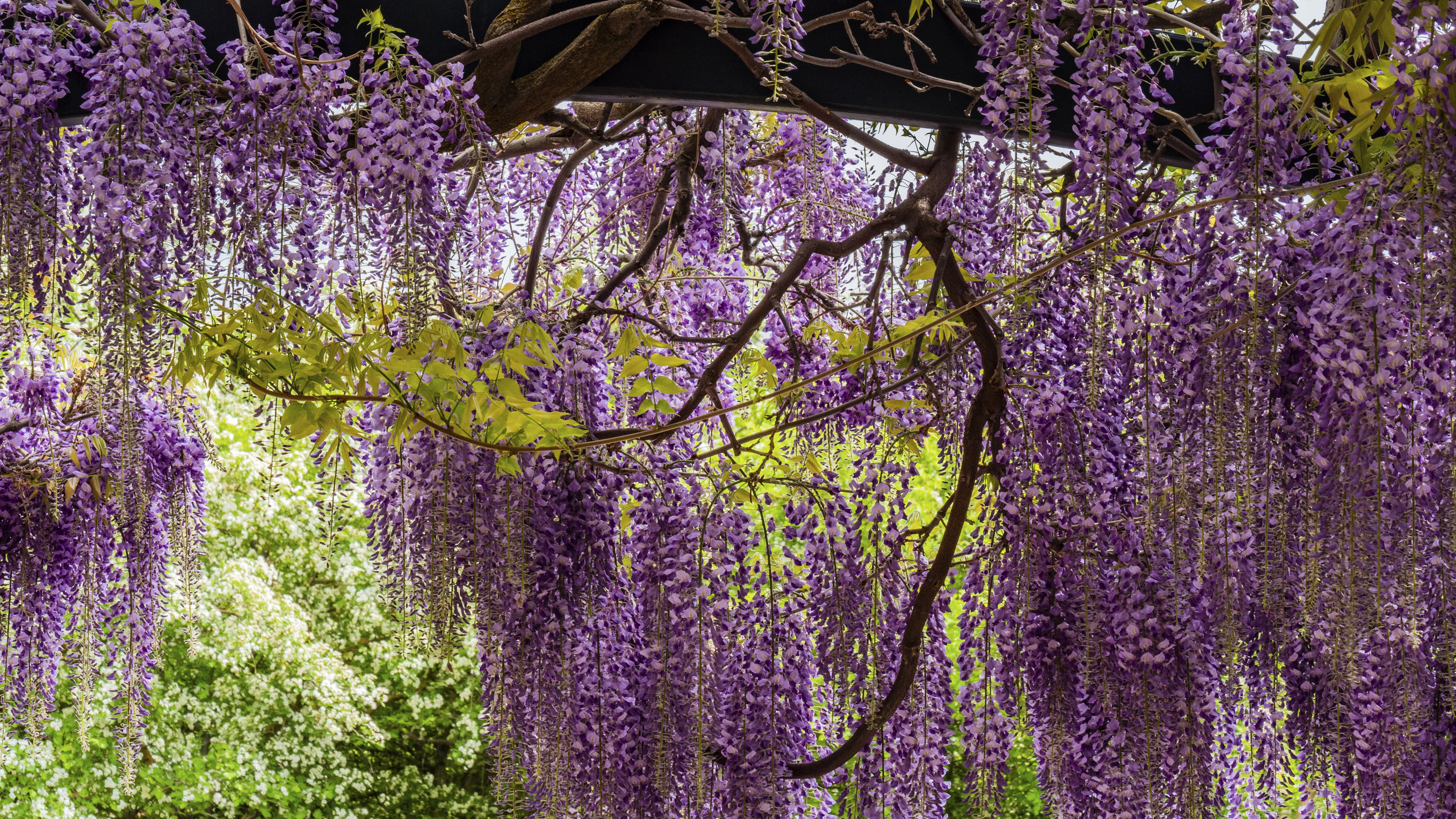 Monty Don's wisteria pruning tips what you need to do right now