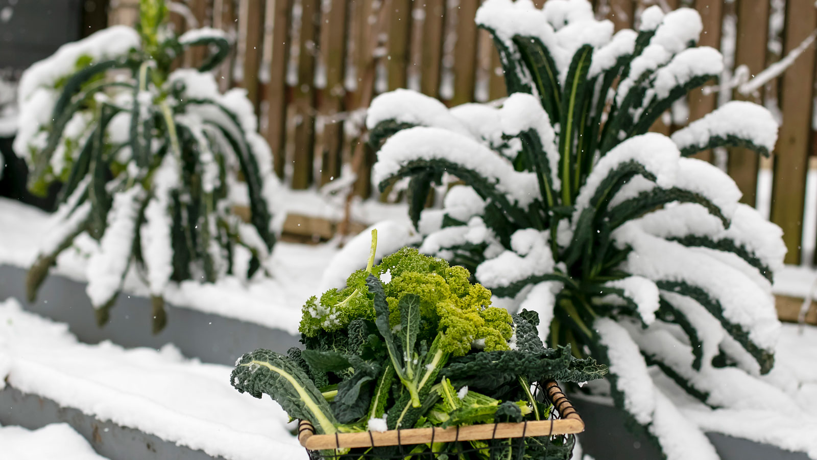 5 ColdHardy Vegetables You Can Grow in December Livingetc