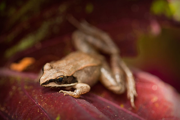 Wood frogs are highly susceptible to ranavirus