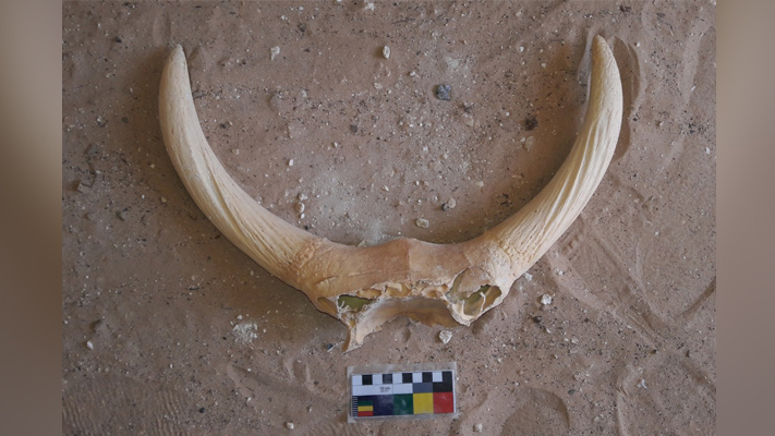 Animal remains, including these horns, were found inside some of the tombs.