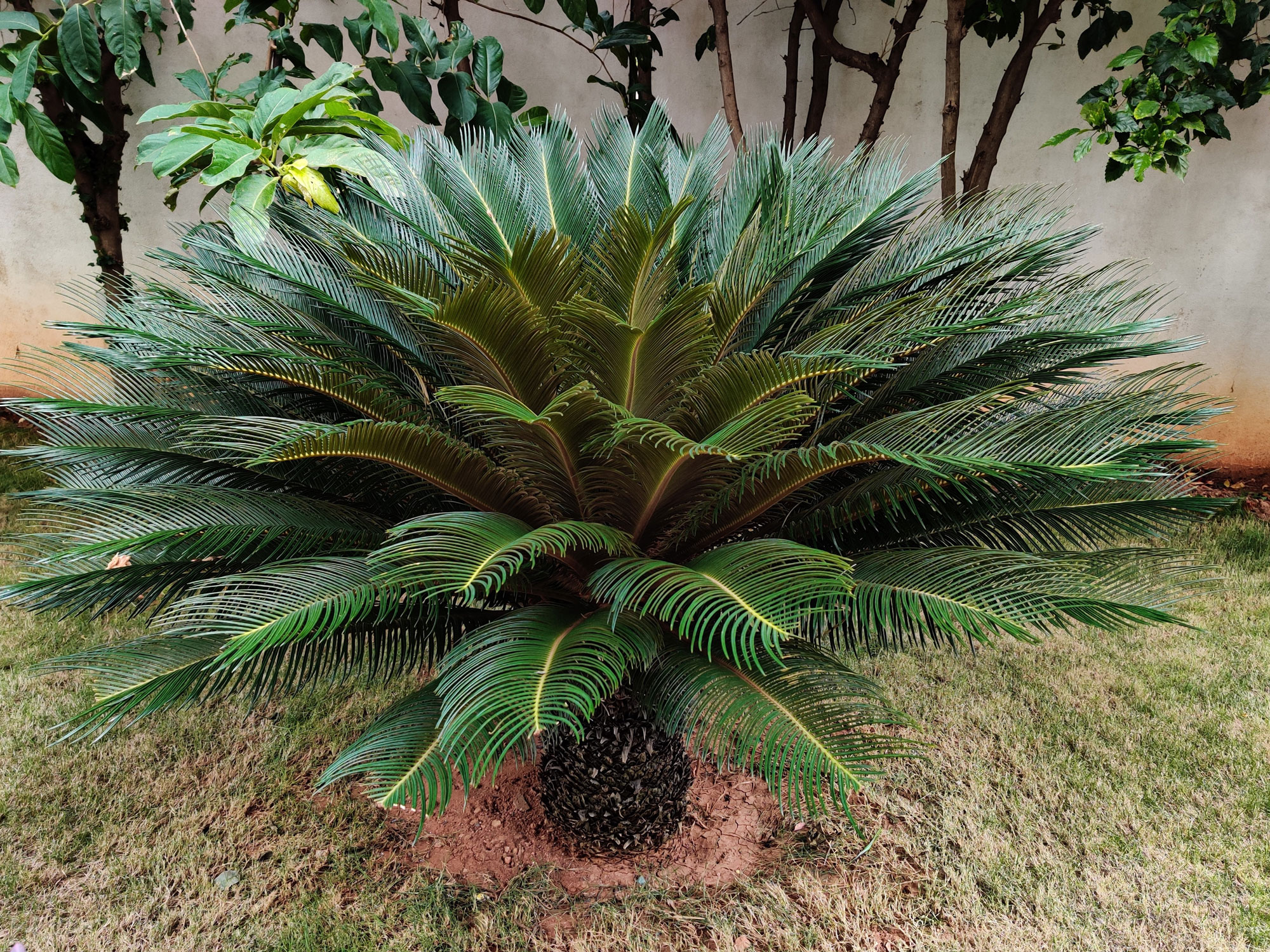 How to Plant a Palm Tree — And Where to Grow Them (and Not) Livingetc